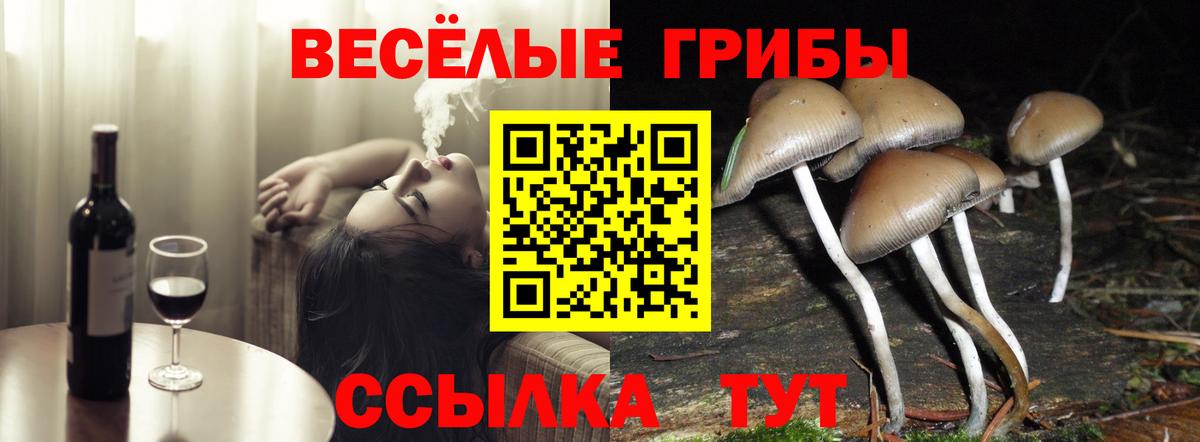 Псилоцибиновые грибы Cubensis Кстово